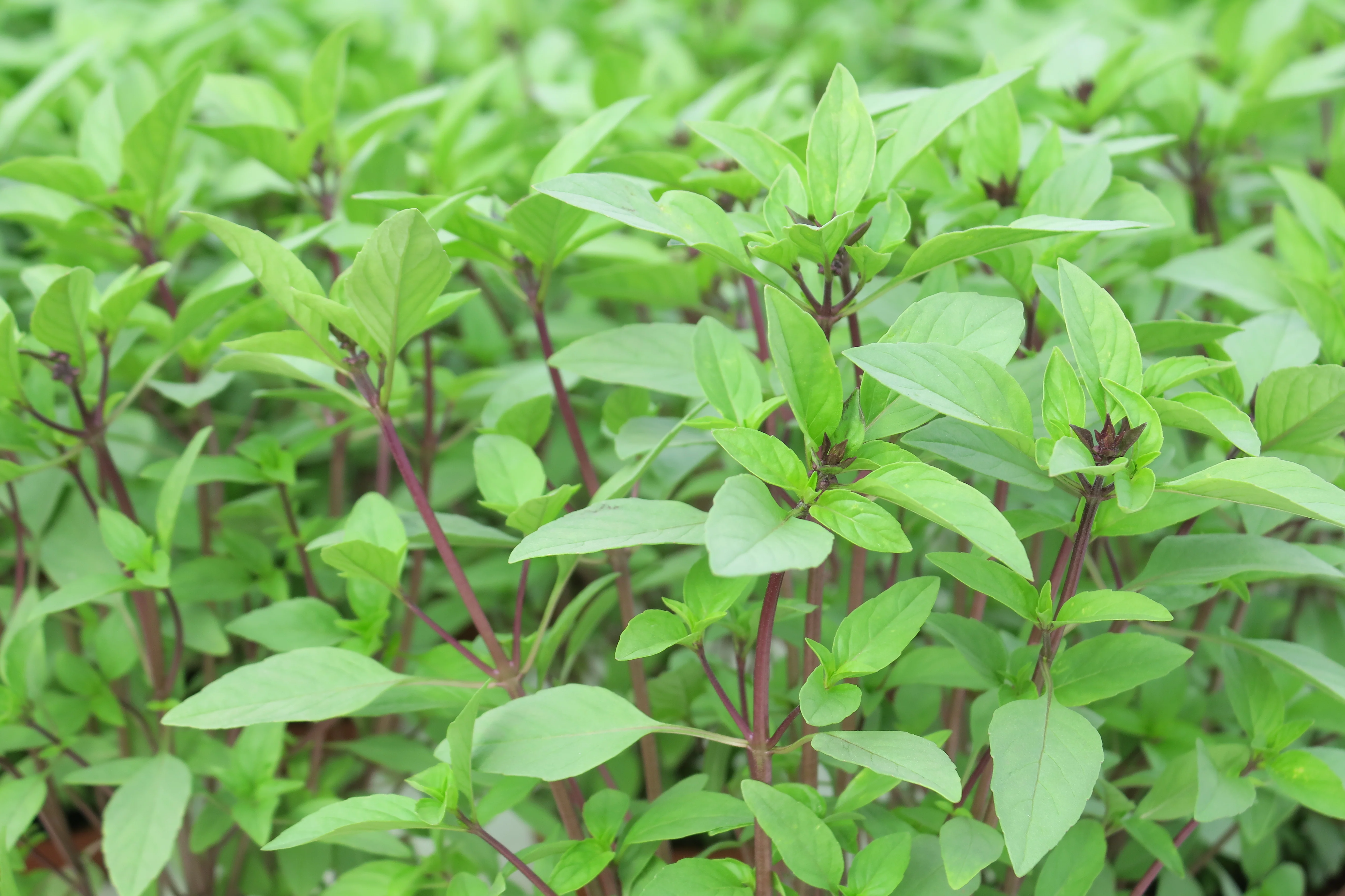 Top Herbs